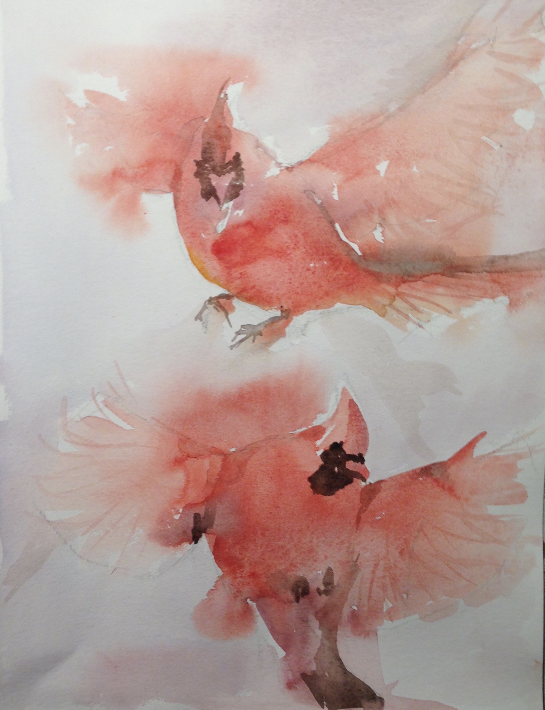 56-Rode cardinalen/aquarel