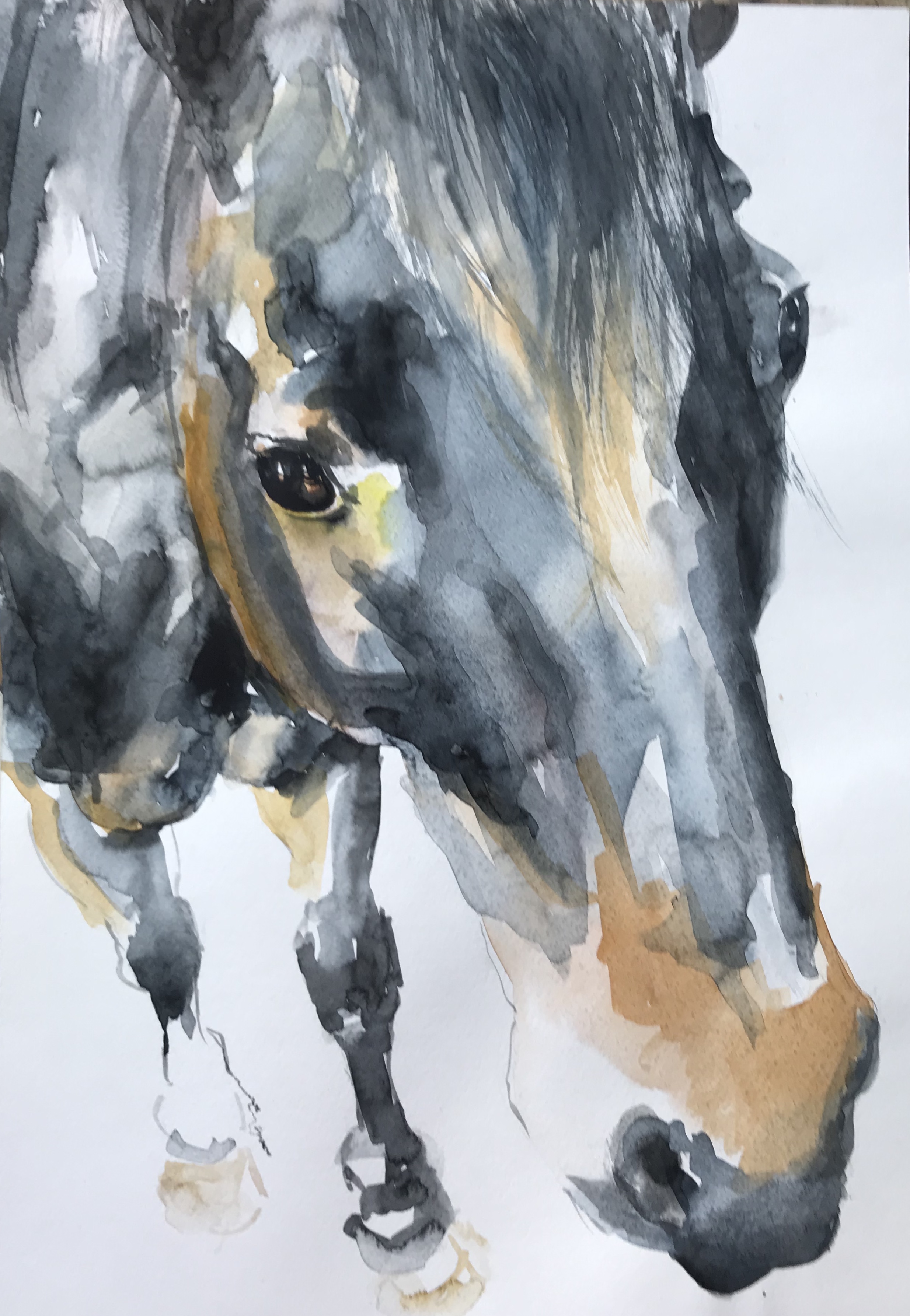 183-Horse/aquarel 30 x 40cm